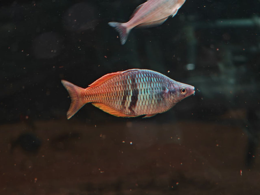 Melanotaenia / Pseudomugil