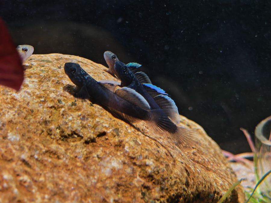 Goby / Loach
