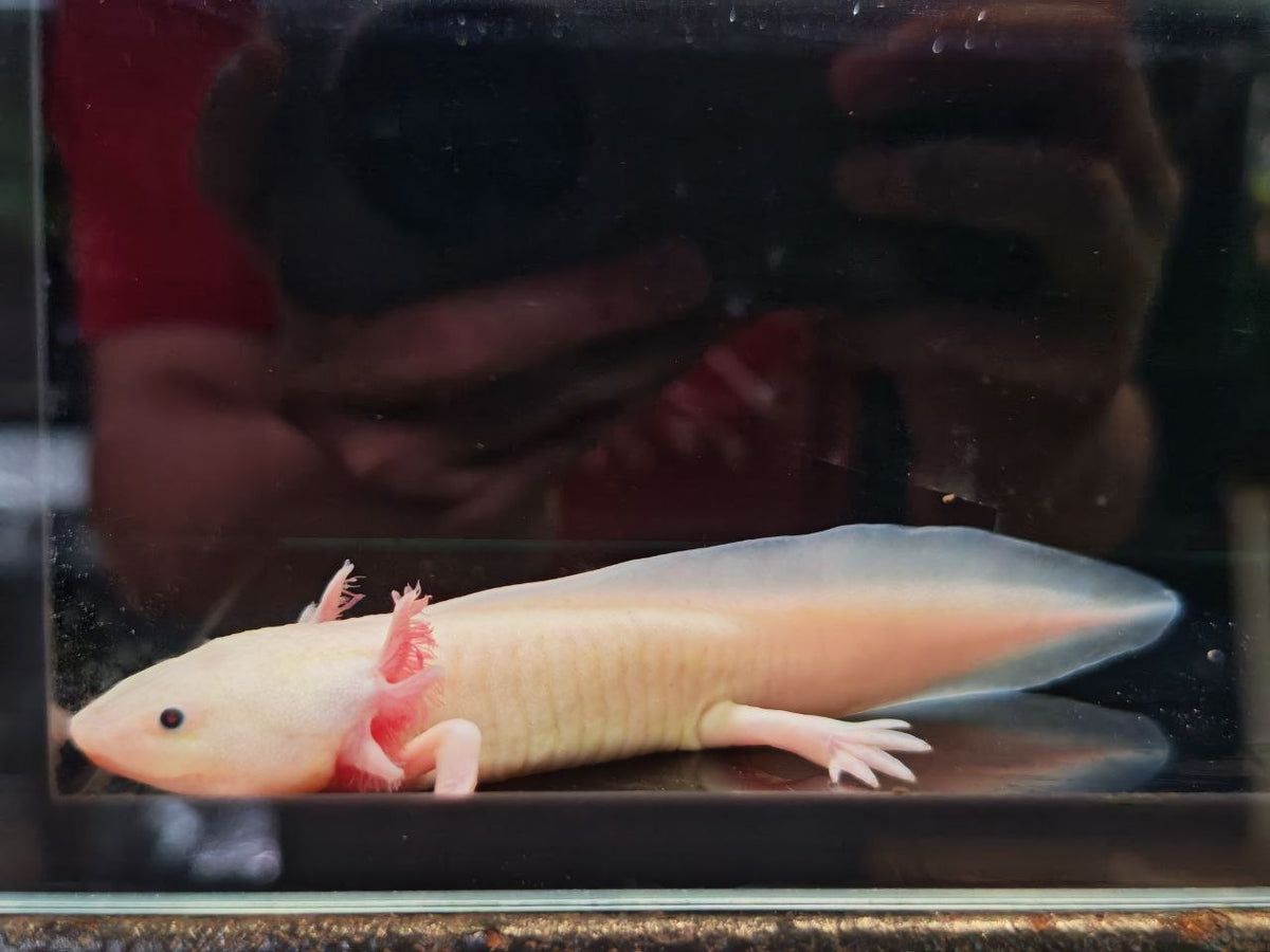 Others Giant Aggressive Fish