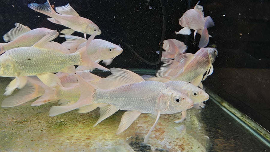 Koi / Goldfish