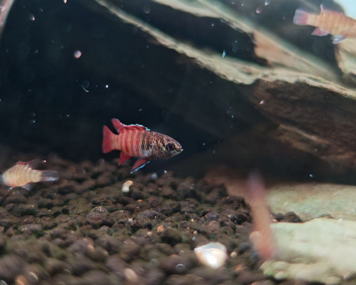 Others Dwarf Aggressive Fish