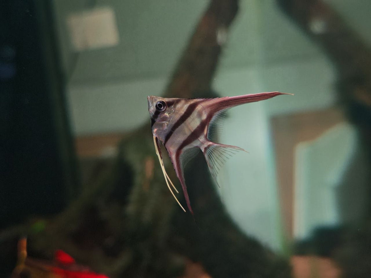 AngelFish / Discus