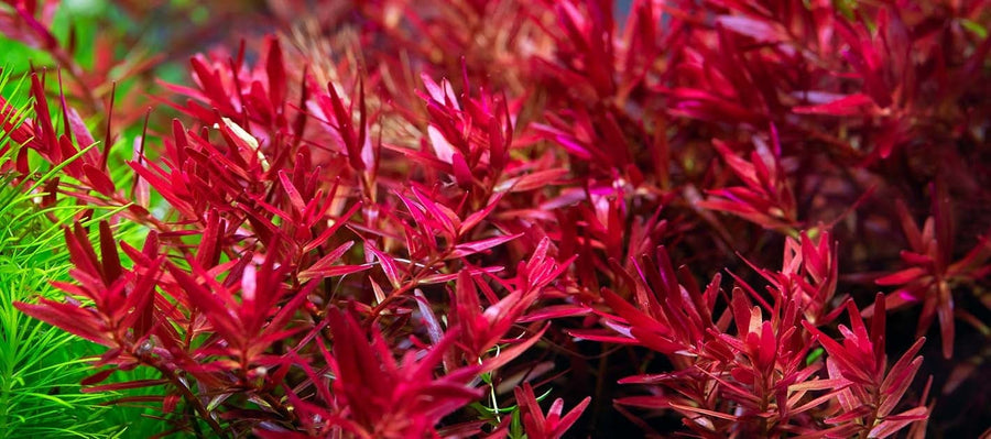 Aquatic Plant