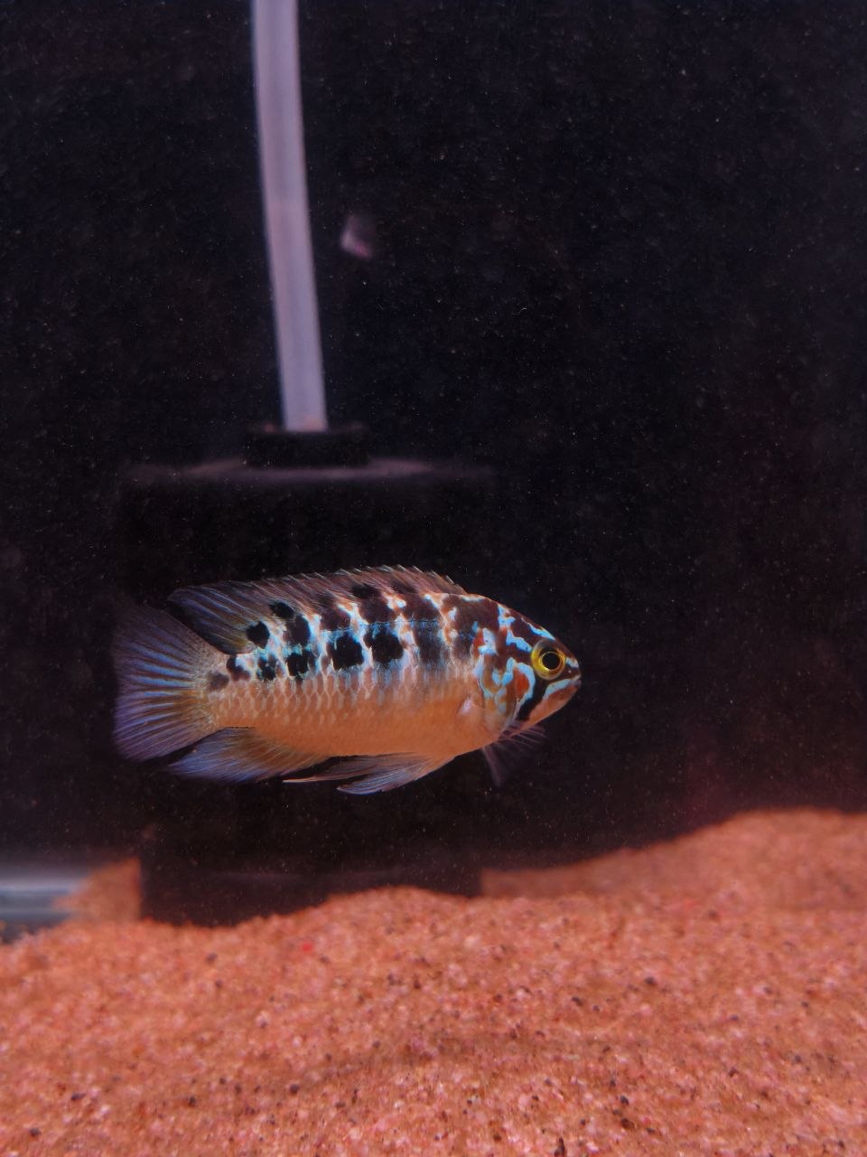 Cichlid / Apistogramma