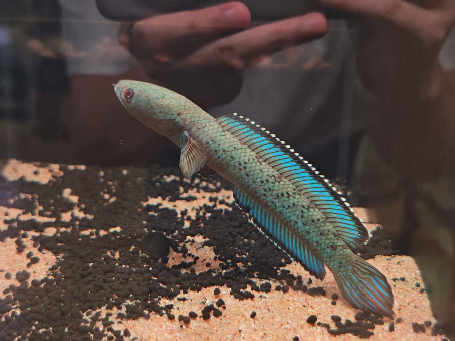 Arowana / Channa / Wolffish / Stingray