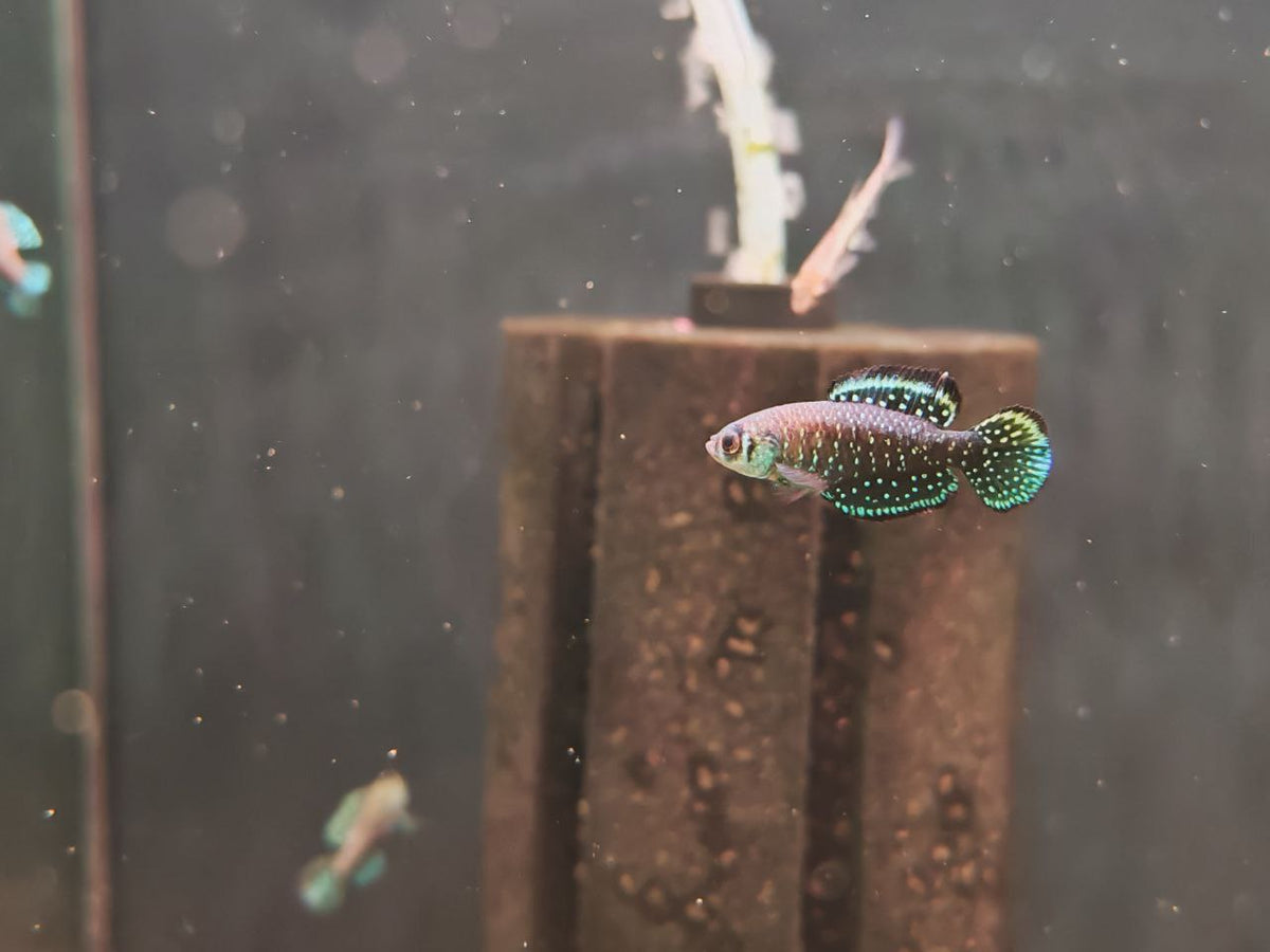 Betta / Killifish