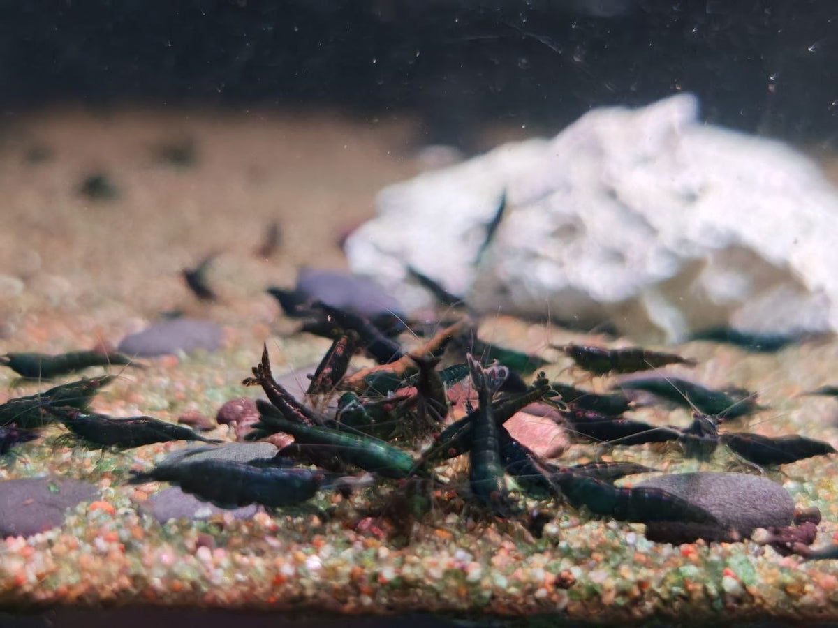 Neocaridina Shrimp
