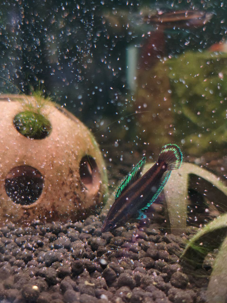Gourami