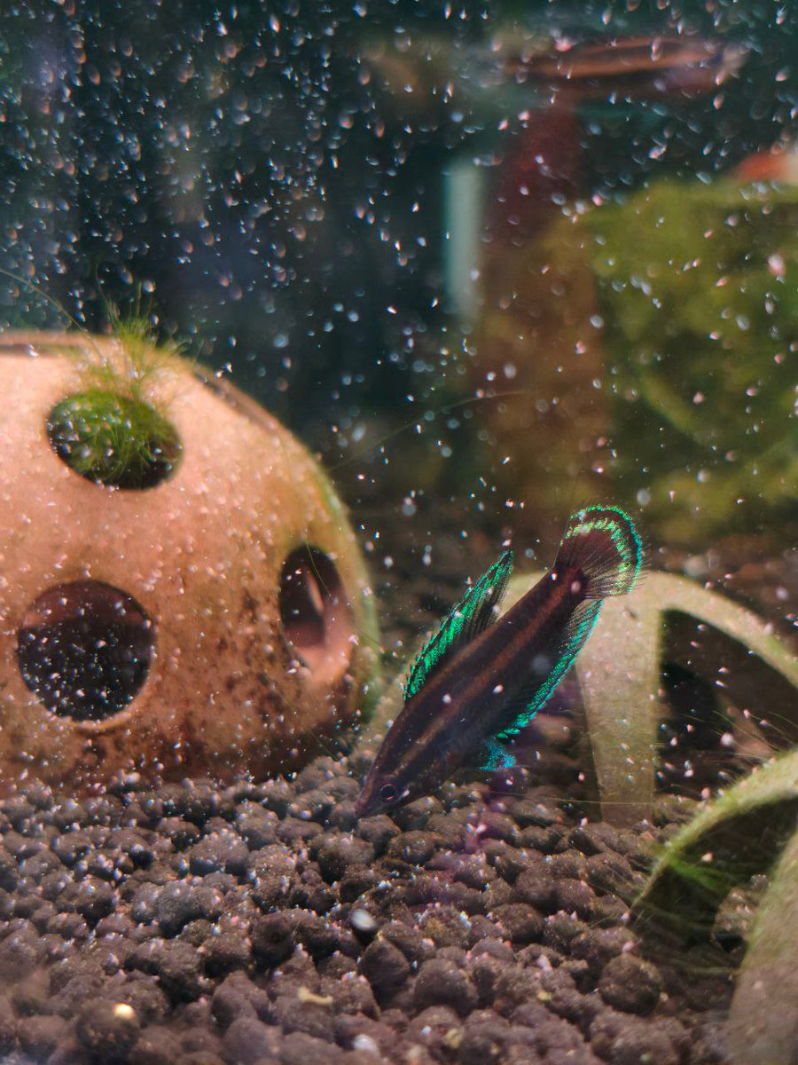 Gourami