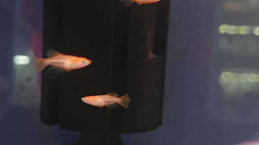 Guppy / Molly / Ricefish / Platy / Swordtail