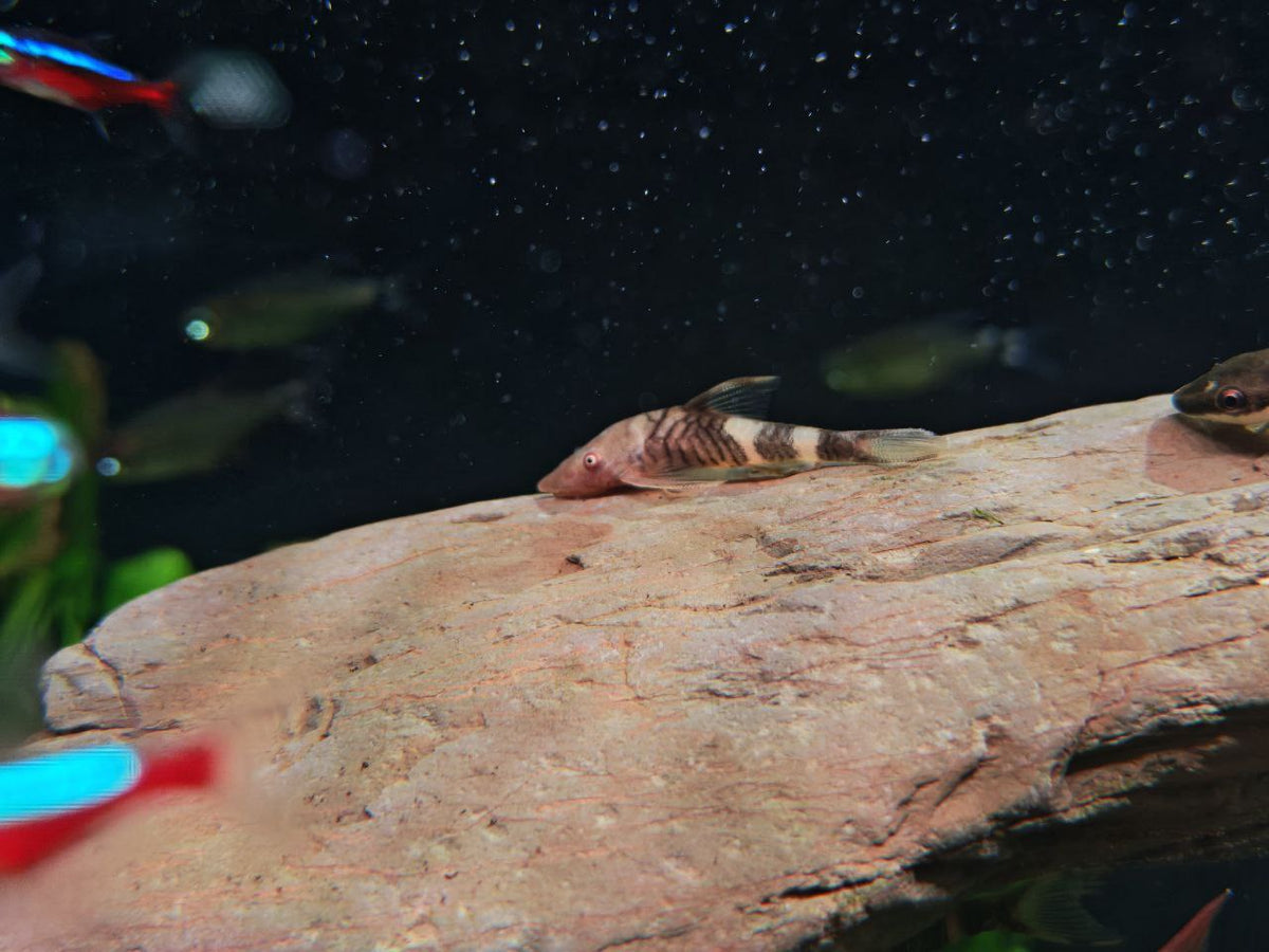 Algae Eater / Oto / Farlowella