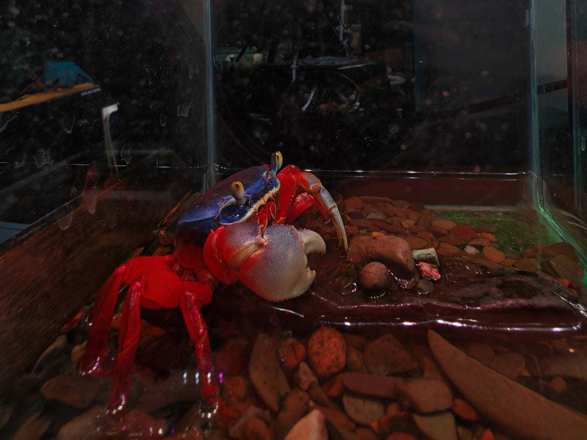 Others Crab
