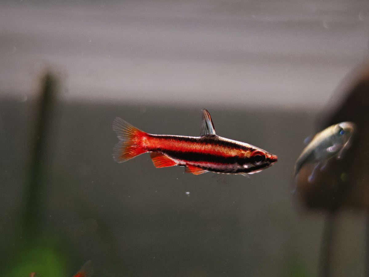 Tetras / Danio / Rasbora / PencilFish / Minnow