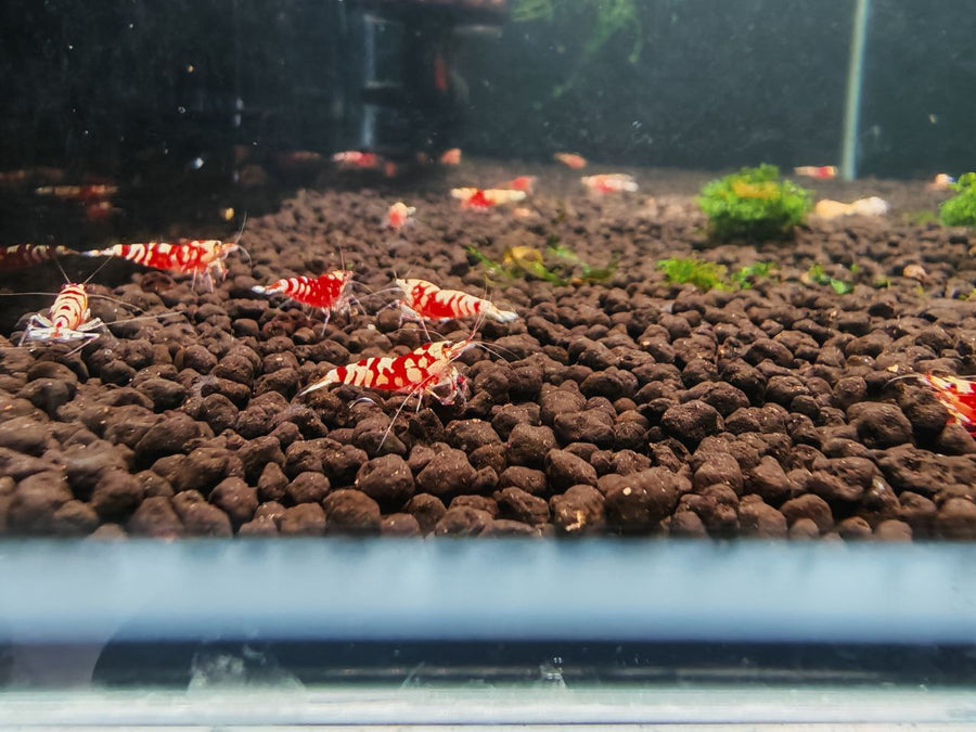 Caridina Shrimp