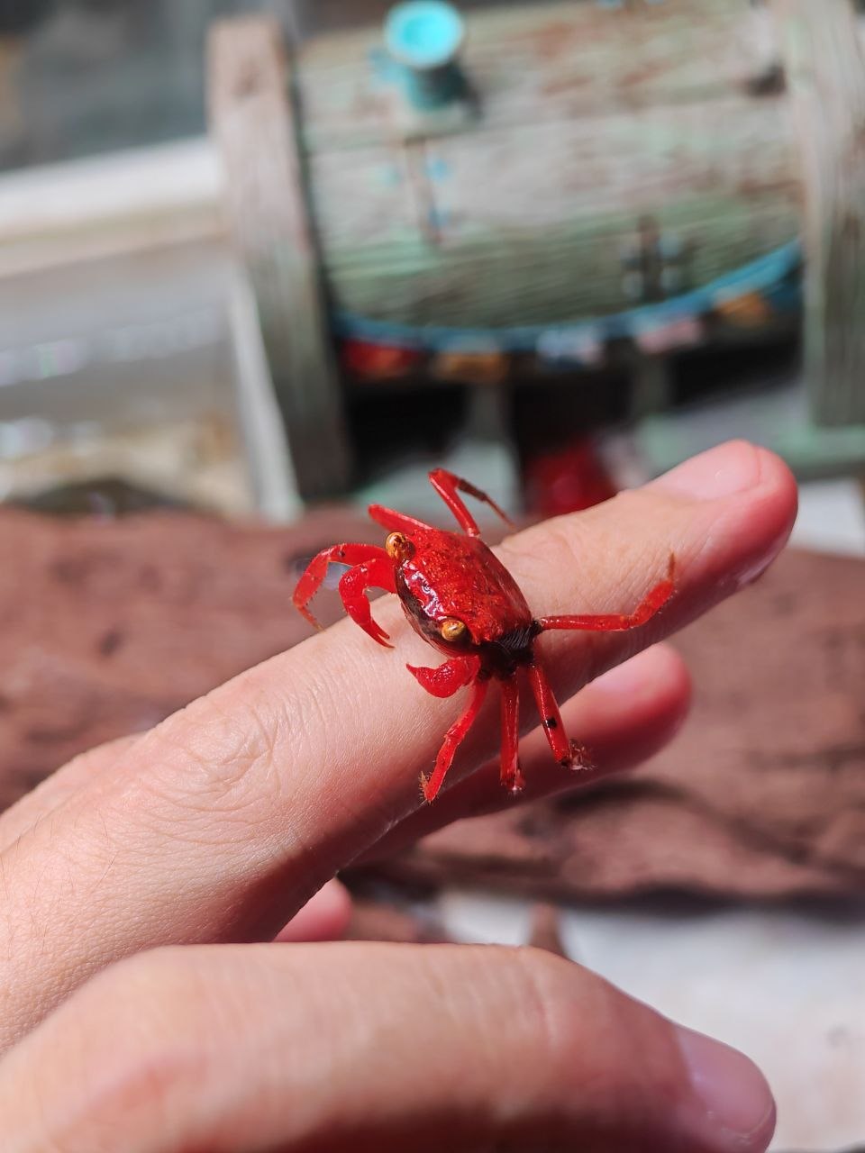 Vampire Crab