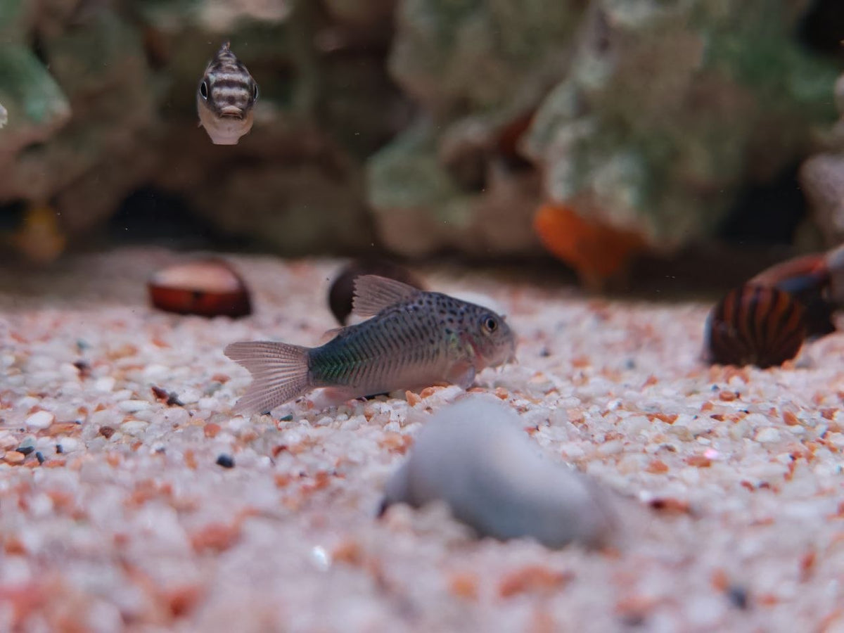 Corydoras / Catfish