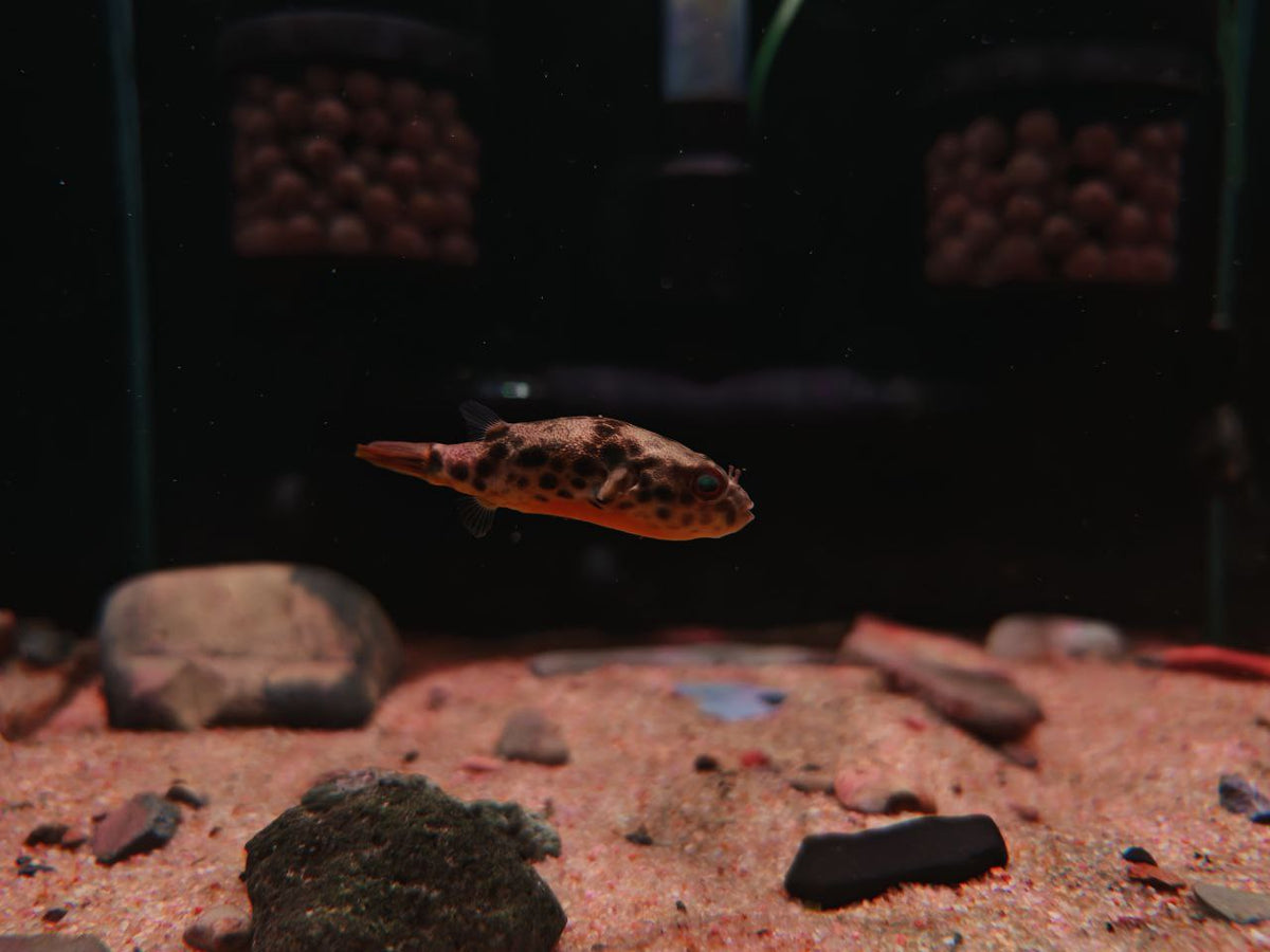 Puffer