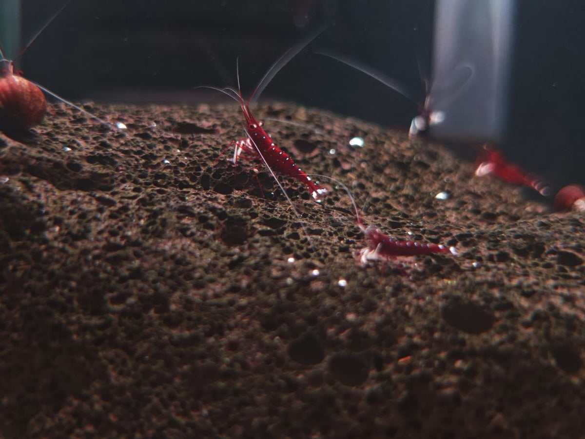 Sulawesi Shrimp