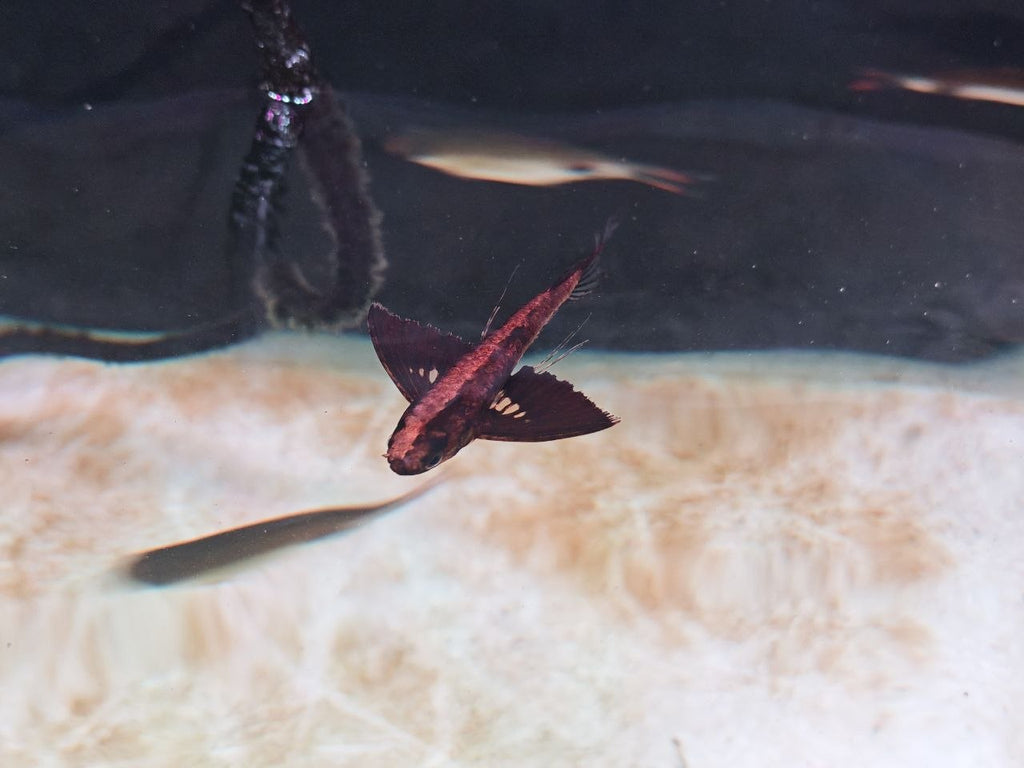 African Butterfly Fish