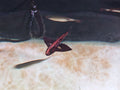 African Butterfly Fish