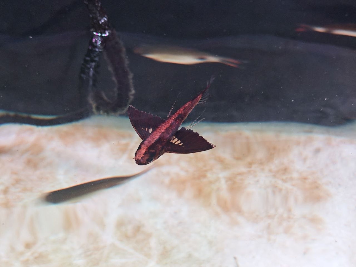 African Butterfly Fish
