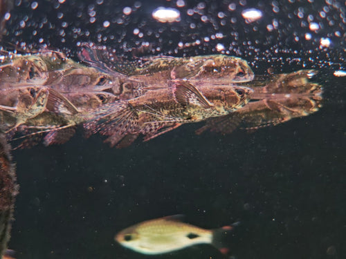 African Butterfly Fish
