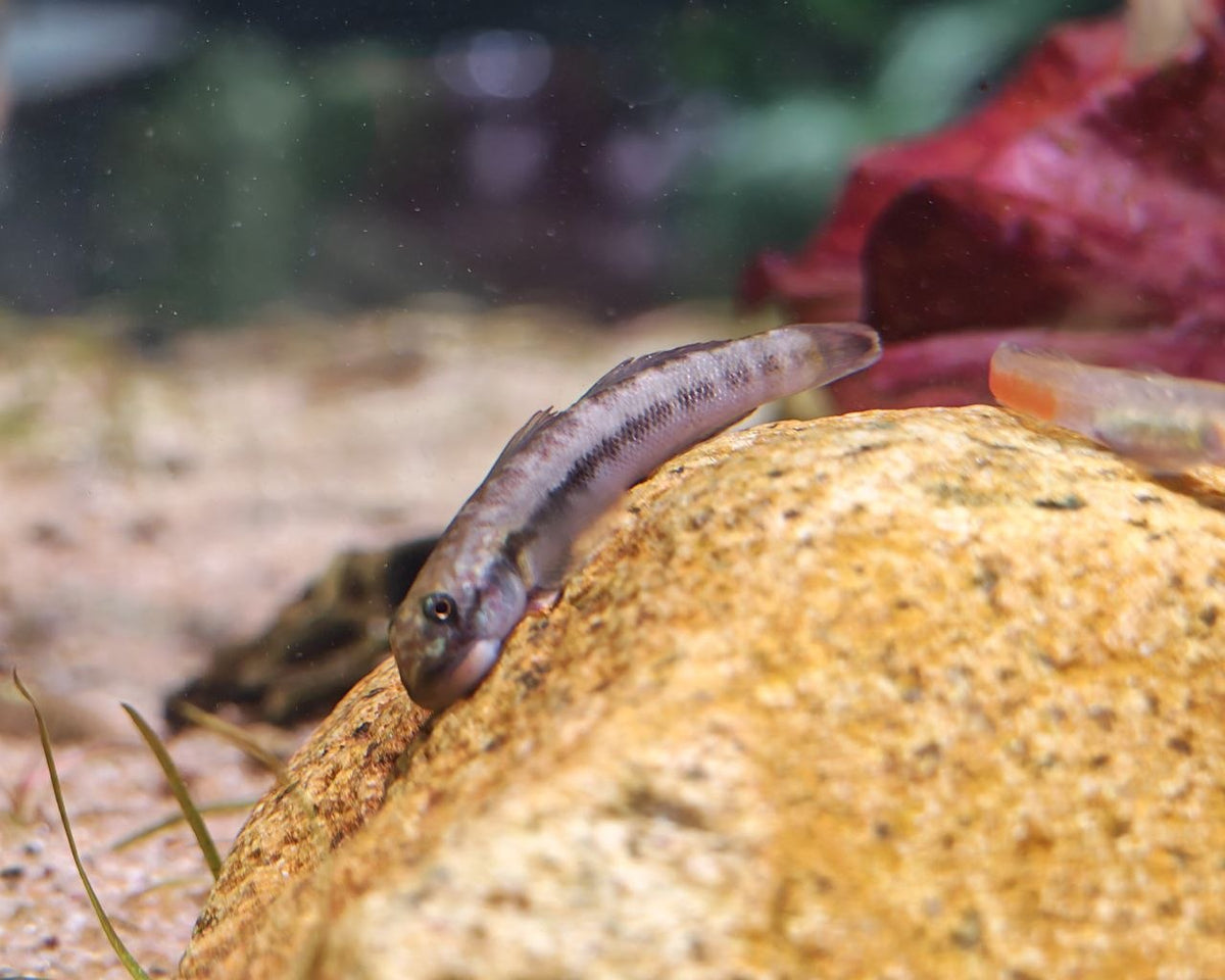 African Green Zebra Goby