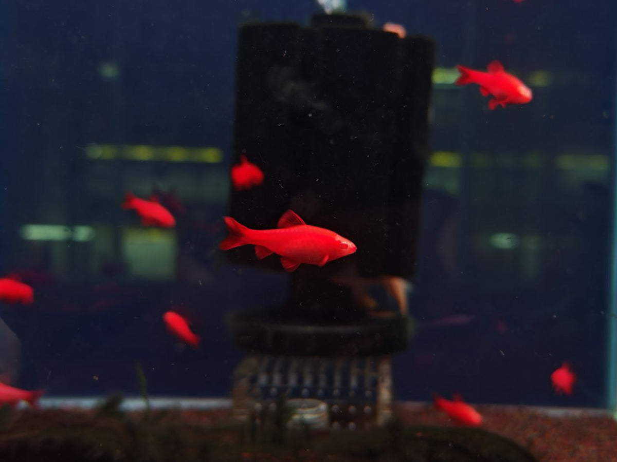 Albino Cherry Barb