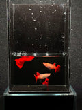 Albino Full Red Guppy