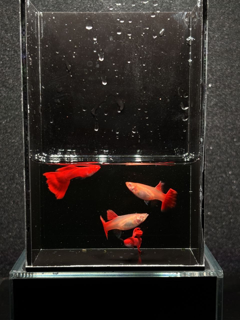 Albino Full Red Guppy