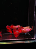 Albino Red Lace Guppy