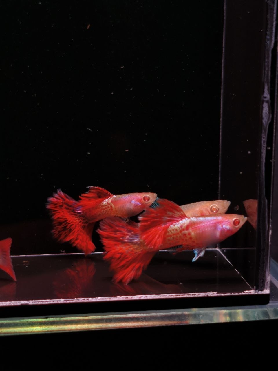 Albino Red Lace Guppy