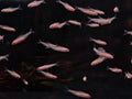 Albino Rummy Nose Tetra
