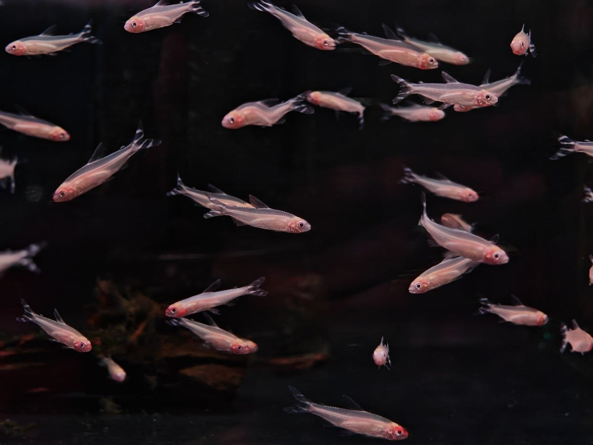 Albino Rummy Nose Tetra