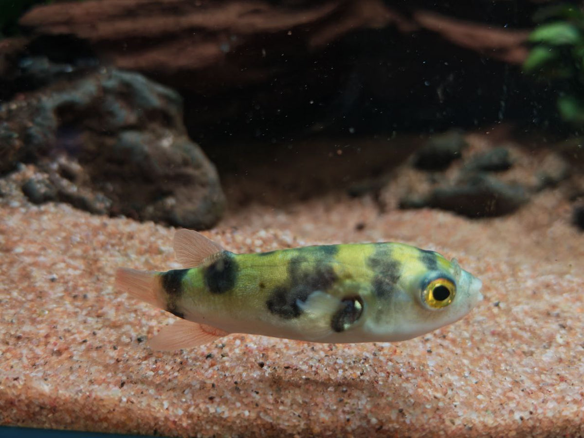Amazon Puffer