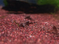 Anchor Catfish