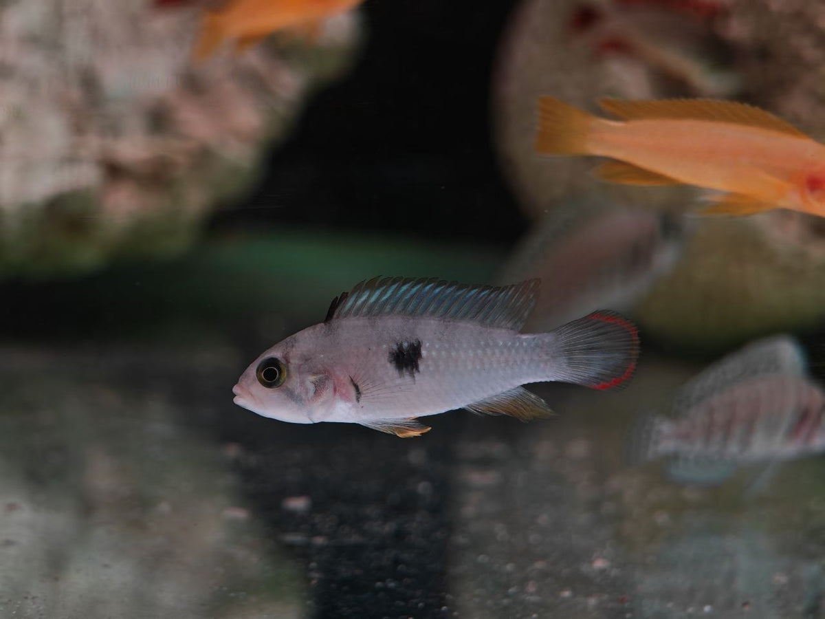 Apistogramma Pandurini