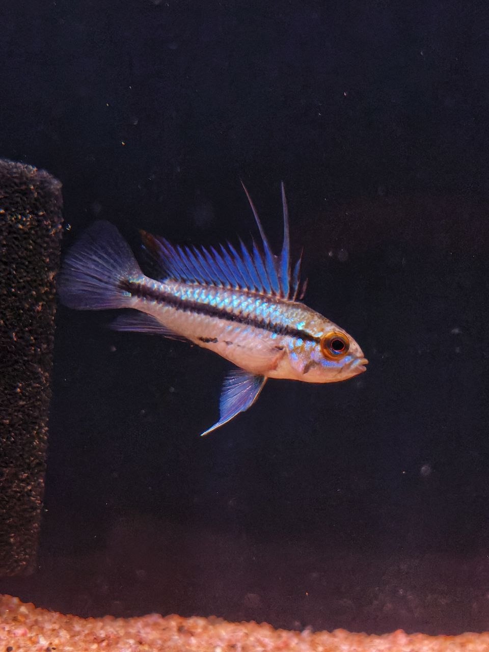 Apistogramma Trifasciata