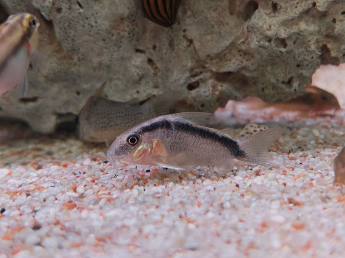 Arcuatus Cory