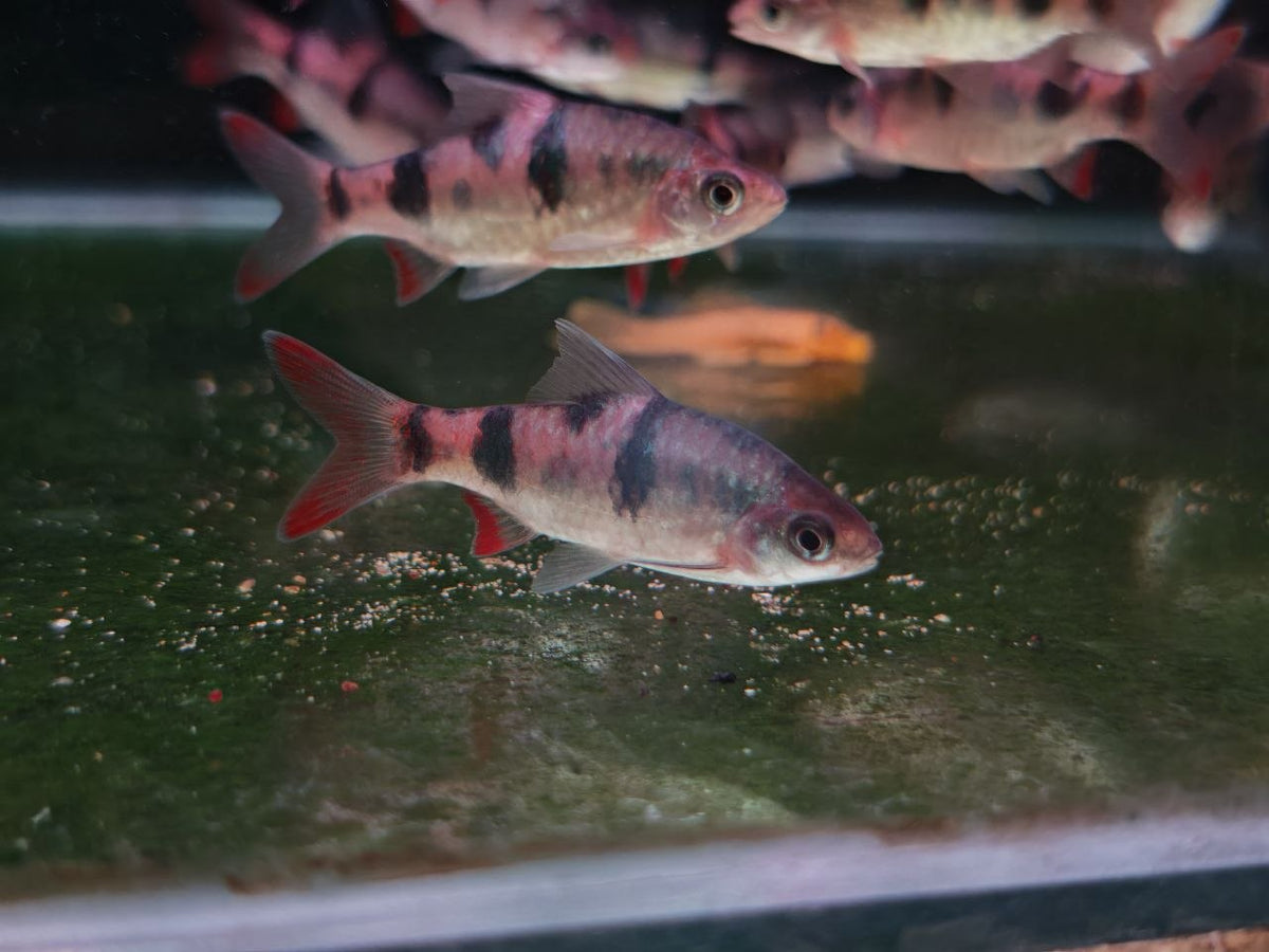 Arulius Barb