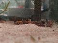 Anentome Helena [Assasin Snail]