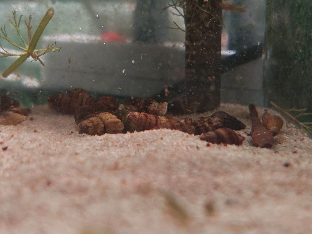 Anentome Helena [Assasin Snail]