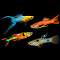 Assorted Endler Guppy [Male]