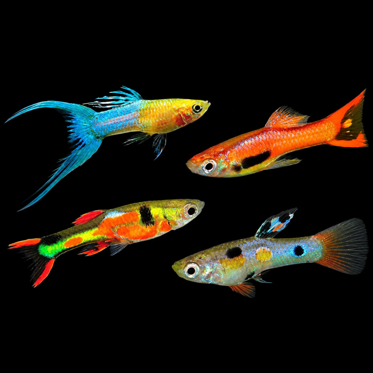 Assorted Endler Guppy [Male]