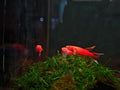 Aphyosemion Australe 'Gold' [Australe Gold Killifish]