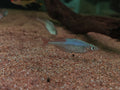 Chilatherina Axlerodi [Axelrodi Rainbow]