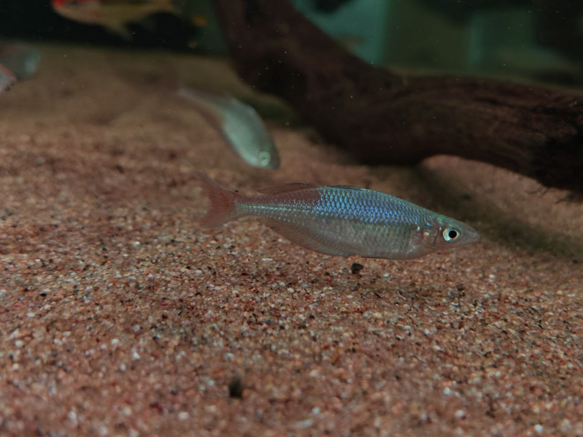 Chilatherina Axlerodi [Axelrodi Rainbow]