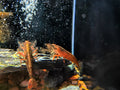 Bamboo Shrimp