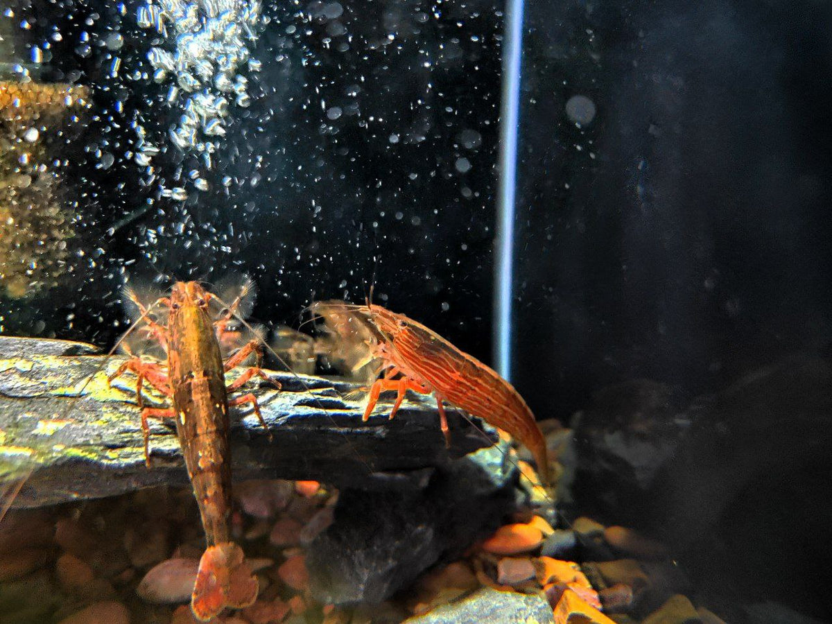Bamboo Shrimp