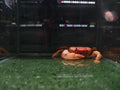 Banana Crab